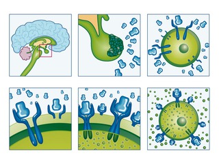 wirkungsweise "pharmazia" kmc-strategies